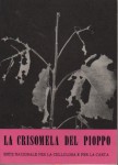 La crisomela del pioppo (melasoma populi)